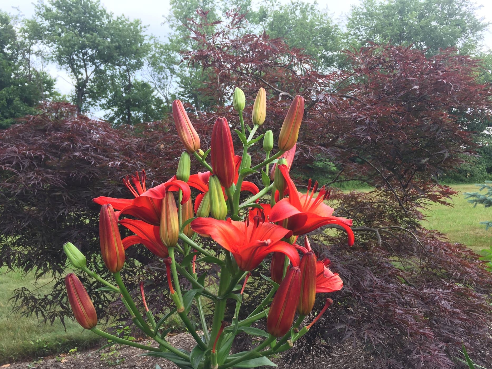 Orange lilies and Japanese maple in a finished garden