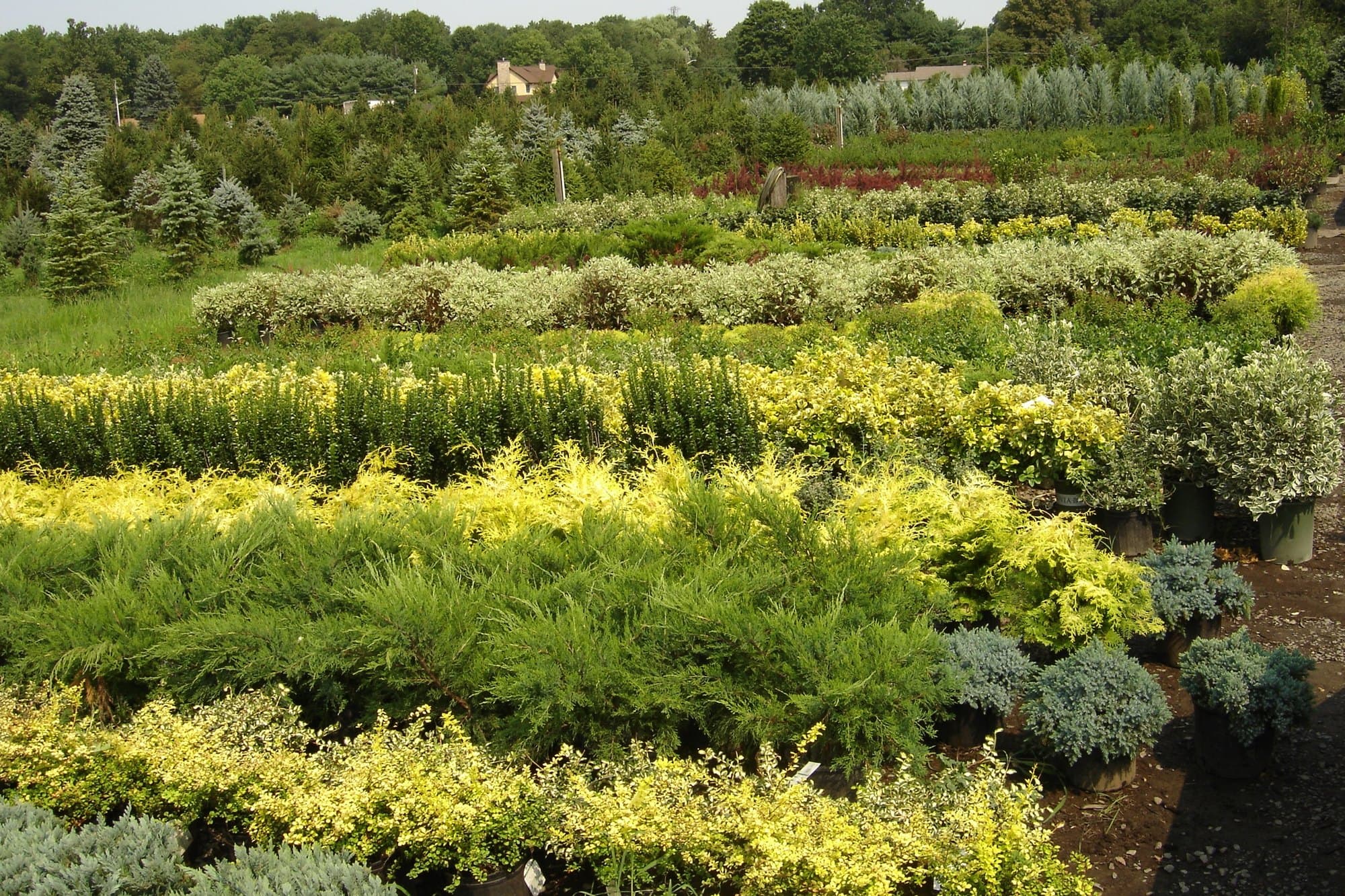 Healthy nursery plantings used in organic landscape work